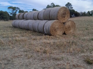 Photo hay Gawler Belt 01042026